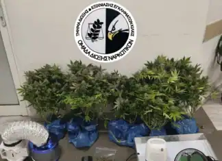 Συνελήφθη ένα άτομο σε περιοχή της Θεσσαλονίκης για καλλιέργεια δενδρυλλίων κάνναβης