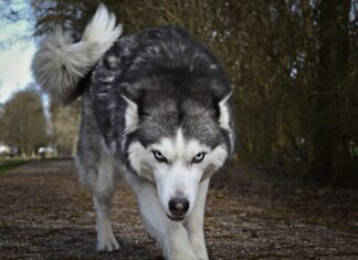 Τι να κάνετε αν σας επιτεθεί σκύλος – Τα σημάδια και πως να αντιδράσετε
