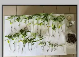 Δύο συλλήψεις για ναρκωτικά σε περιοχή του Δήμου Κιλελέρ