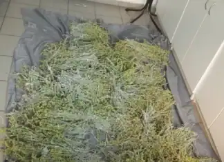 Ιωάννινα: Σύλληψη για παράνομη συλλογή αρωματικού φυτού