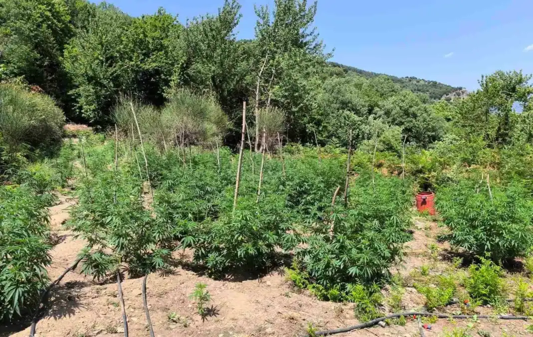 28.7.2025-lakonia-entopismos-fyteias-kannavis