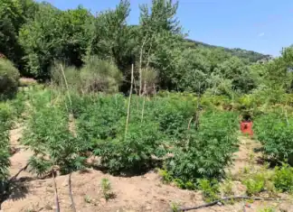 Φυτεία 1.828 δενδρυλλίων κάνναβης εντοπίσθηκε στη Λακωνία