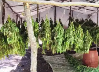 Εντοπίστηκε οργανωμένη φυτεία με χιλιάδες δενδρύλλια κάνναβης στην Αιτωλοακαρνανία – Θα αποκόμιζαν παράνομο περιουσιακό όφελος πάνω από 1.350.000 ευρώ