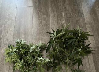 Ιωάννινα: Άνδρας καλλιεργούσε κάνναβη στο μπαλκόνι του σπιτιού του