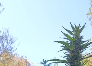 Εντοπίστηκαν οκτώ φυτείες δενδρυλλίων κάνναβης Ρέθυμνο – Μια σύλληψη