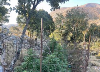 Εντοπίστηκαν εννέα φυτείες δενδρυλλίων κάνναβης σε ειδικά διαμορφωμένους χώρους, στο Ρέθυμνο