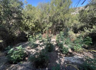 Δύο συλλήψεις για καλλιέργεια δενδρυλλίων κάνναβης στο Ρέθυμνο – Κατασχέθηκε πιστόλι με γεμιστήρα