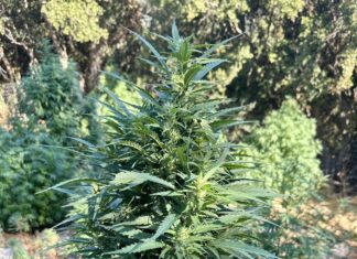 Ρέθυμνο: Άνδρας καλλιεργούσε κάνναβη και είχε χειροβομβίδες