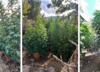 54χρονος καλλιεργούσε κάνναβη στο Ρέθυμνο – Δύο ακόμα εμπλεκόμενοι στην υπόθεση