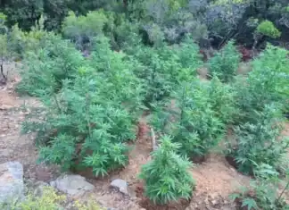 Χασισοφυτεία με 180 δενδρύλλια εντόπισαν οι Αρχές στην Κρήτη – Δύο συλλήψεις