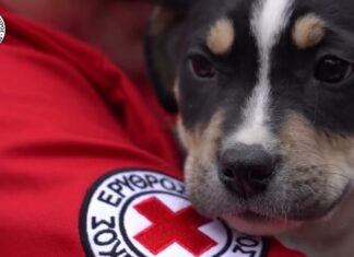 Ε.Ε.Σ.: Κοπέλα έσωσε το κατοικίδιό της ακολουθώντας τις οδηγίες που είχε διδαχθεί στο πρόγραμμα «Πρώτες Βοήθειες για σκύλους»