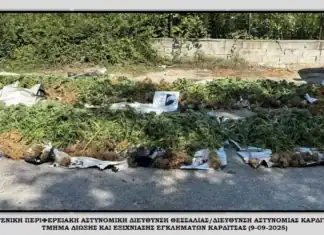 Εντοπίστηκε φυτεία δενδρυλλίων κάνναβης σε ορεινή και δύσβατη περιοχή της Καρδίτσας