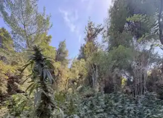 Φυτεία με 23 δενδρύλλια κάνναβης, ύψους έως 3,4 μέτρων, εντοπίστηκε σε αγροτική – δασική περιοχή της Φθιώτιδας