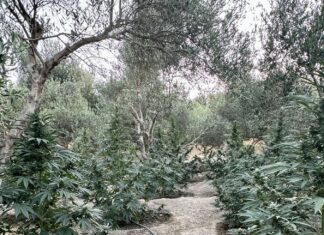 Δύο συλλήψεις για καλλιέργεια δενδρυλλίων κάνναβης, στο Ρέθυμνο