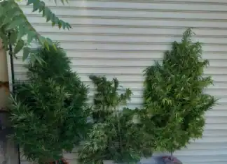 60χρονος καλλιεργούσε δενδρύλλια κάνναβης στο σπίτι του στη Δραπετσώνα