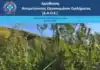 Από την Υπ/νση Δίωξης Ναρκωτικών της Δ.Α.Ο.Ε. εντοπίσθηκαν 1.650 δενδρύλλια κάνναβης σε δασώδη περιοχή των Ιωαννίνων