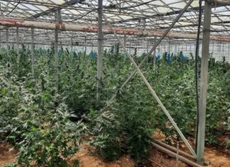 Προφυλακιστέος 41χρονος ενοικιαστής θερμοκηπίου για φυτεία με 1.100 δενδρύλλια κάνναβης