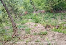Φυτεία με 174 δενδρύλλια κάνναβης, ύψους έως 1,5 μέτρων, εντοπίστηκε σε δασική περιοχή της Φωκίδας