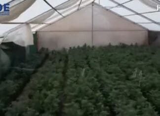 Κορινθία: Θερμοκήπιο-«μαμούθ» με 6.600 δενδρύλλια κάνναβης – Χειροπέδες σε 11 άτομα (βίντεο)