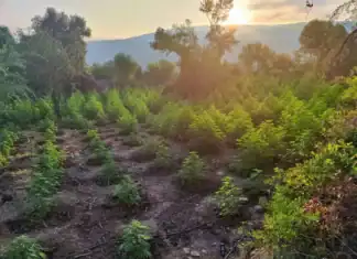 Μεσσηνία: Φυτεία-«μαμούθ» 1.500 δενδρυλλίων σε 7 επίπεδα – Κέρδη έως 2,3 εκατ. ευρώ για το κύκλωμα