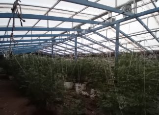 Χειροπέδες για χασισοφυτεία σε άνδρα στην Κίσσαμο – Είχε θερμοκήπιο με 103 δενδρύλλια κάνναβης