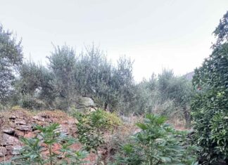 Χειροπέδες σε 64χρονο στον Μυλοπόταμο: Είχε στήσει τέσσερις χασισοφυτείες και έκρυβε οπλισμό στο σπίτι του