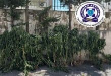Καλλιεργούσε δενδρύλλια κάνναβης σε δωμάτιο σπιτιού και σε εγκαταλελειμμένο ποιμνιοστάσιο