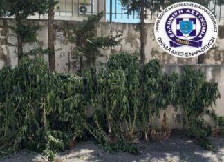 Καλλιεργούσε δενδρύλλια κάνναβης σε δωμάτιο σπιτιού και σε εγκαταλελειμμένο ποιμνιοστάσιο