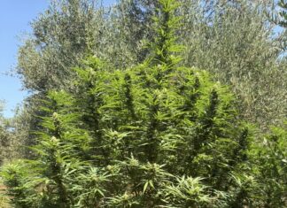 Ρέθυμνο: Χειροπέδες σε 63χρονο για φυτεία κάνναβης με δέντρα ύψους έως τρία μέτρα