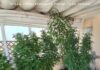 Έφοδος της Ασφάλειας στη Χαλκίδα: 5 δενδρύλλια στο μπαλκόνι, ναρκωτικά και μία σύλληψη (βίντεο)