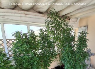 Έφοδος της Ασφάλειας στη Χαλκίδα: 5 δενδρύλλια στο μπαλκόνι, ναρκωτικά και μία σύλληψη (βίντεο)