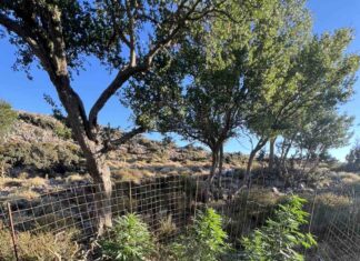 Ρέθυμνο: Στα ίχνη 17 φυτειών κάνναβης η ΕΛ.ΑΣ. – Κατάσχεση 143 δενδρυλλίων και μία σύλληψη