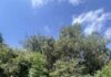 Ρέθυμνο: Χειροπέδες σε δύο άτομα για καλλιέργεια κάνναβης στον Μυλοπόταμο – Εντοπίστηκαν 26 δενδρύλλια