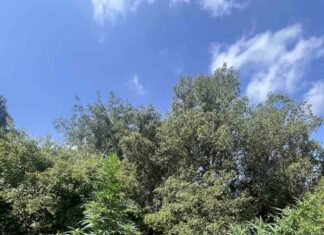 Ρέθυμνο: Χειροπέδες σε δύο άτομα για καλλιέργεια κάνναβης στον Μυλοπόταμο – Εντοπίστηκαν 26 δενδρύλλια