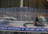 Επίσκεψη στο Μουσείο Πολεμικής Αεροπορίας στο Τατόϊ – Τιμή και Δόξα