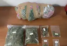 Κατερίνη: Σύλληψη για χασισοφυτεία και κατοχή ναρκωτικών