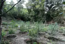 Φθιώτιδα: «Μπλόκο» της ΕΛ.ΑΣ. σε τεράστια φυτεία κάνναβης 2.000 δέντρων – Κέρδη πάνω από 2 εκατ. ευρώ