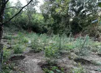 Φθιώτιδα: «Μπλόκο» της ΕΛ.ΑΣ. σε τεράστια φυτεία κάνναβης 2.000 δέντρων – Κέρδη πάνω από 2 εκατ. ευρώ