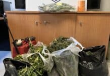 Χανιά: Έγκλειστος φυλακών καλλιεργούσε φυτεία μαμούθ με 35 δενδρύλλια κάνναβης ύψους 3 μέτρων δίπλα στο σωφρονιστικό κατάστημα