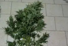 Δυτική Μακεδονία: Τέσσερις συλλήψεις για ναρκωτικά σε ισάριθμες επιχειρήσεις της ΕΛ.ΑΣ.