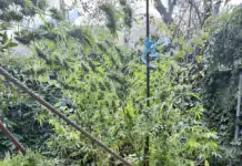 Φθιώτιδα: Συνελήφθη άνδρας με δενδρύλλιο κάνναβης-«μαμούθ», ναρκωτικά και σπάθες