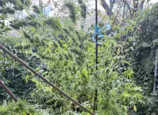 Φθιώτιδα: Συνελήφθη άνδρας με δενδρύλλιο κάνναβης-«μαμούθ», ναρκωτικά και σπάθες