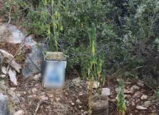 Μεσσηνία: Χειροπέδες σε 21χρονο για χασισοφυτεία – 32 δενδρύλλια και εξοπλισμός στα χέρια της ΕΛ.ΑΣ.