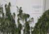 Κρήτη: Δενδρύλλια κάνναβης, κάνναβη σε ελαιόλαδο και παράνομα όπλα σε δύο ξεχωριστές επιχειρήσεις της ΕΛΑΣ