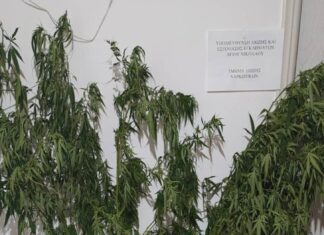 Κρήτη: Δενδρύλλια κάνναβης, κάνναβη σε ελαιόλαδο και παράνομα όπλα σε δύο ξεχωριστές επιχειρήσεις της ΕΛΑΣ