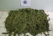 Σύλληψη 52χρονου για κατοχή και διακίνηση άνω των 7 κιλών κάνναβης σε αγροτεμάχιο