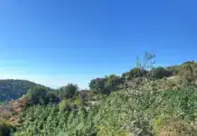 Λάρισα: Εντοπισμός φυτείας με 812 δενδρύλλια κάνναβης – Σύλληψη 34χρονου και προσδοκώμενο όφελος άνω των 800.000 ευρώ (βίντεο)