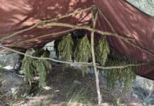 Μεγάλη αστυνομική επιχείρηση στην Αχαΐα: Εντοπίστηκαν φυτεία 330 δενδρυλλίων κάνναβης και 50 κιλά ναρκωτικών